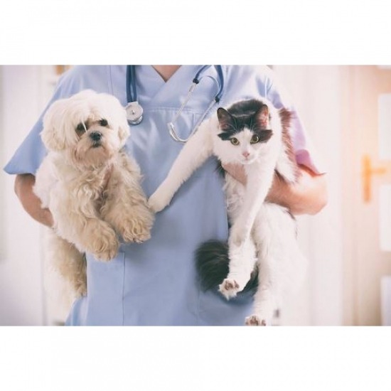 ตรวจสุขภาพสัตว์ สระบุรี ตรวจสุขภาพสัตว์ ตรวจสุขภาพแมว ตรวจสุขภาพสุนัข 