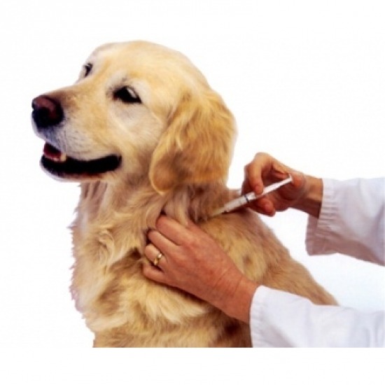 ฉีดวัคซีนป้องกันโรค สระบุรี ฉีดวัคซีน วัคซีนป้องกันพิษสุนัขบ้า วัคซีนรวม วัคซีนประจำปี 