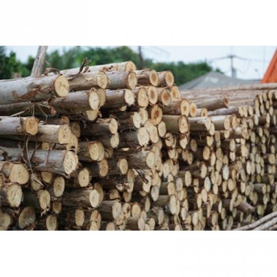 ไม้แบบงานก่อสร้าง ชลบุรี ไม้แปรรูป  ไม้แบบก่อสร้าง  ไม้อัด  วงกบไม้  ไม้ยูคา  ไม้ไผ่  ไม้จ๊อย  ขายส่งไม้  ไม้แปรรูปราคาถูก 