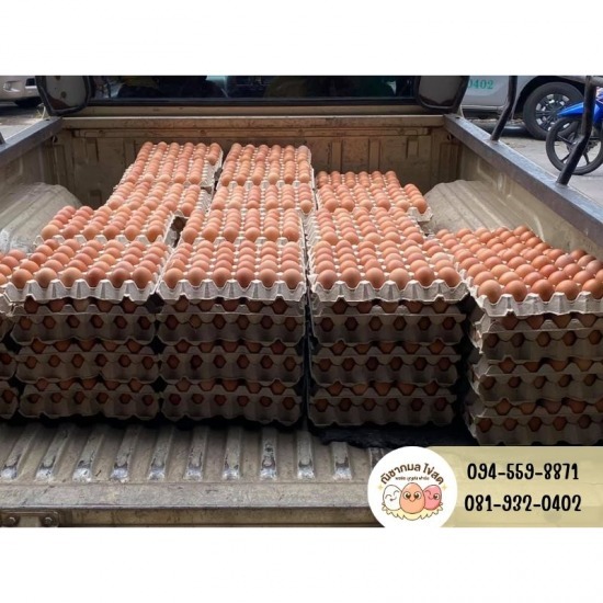 Wholesale chicken eggs Wholesale chicken eggs 