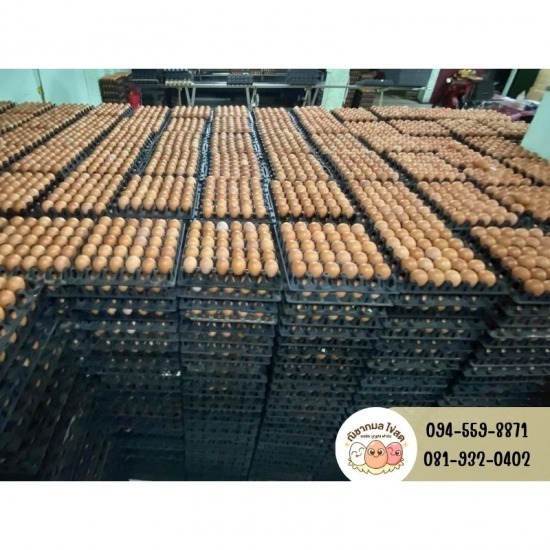 Bangkok Egg Boiled Eggs Bangkok Egg Boiled Eggs 