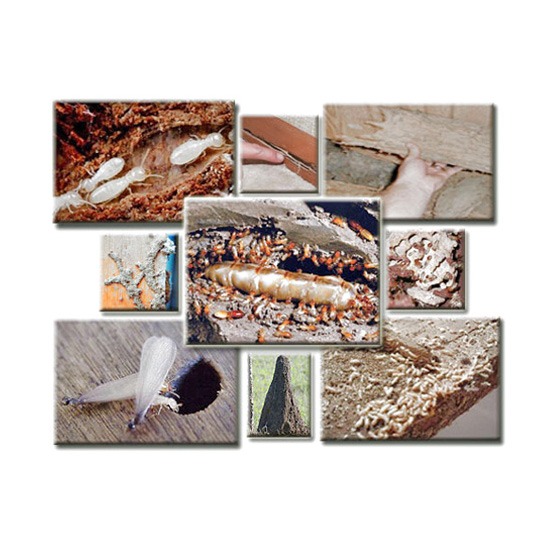 กำจัดปลวก กรีนพลัส 05