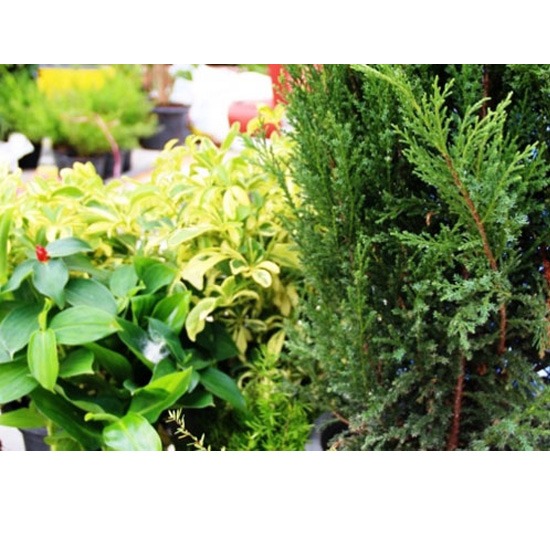 ออกแบบภูมิทัศน์ 09