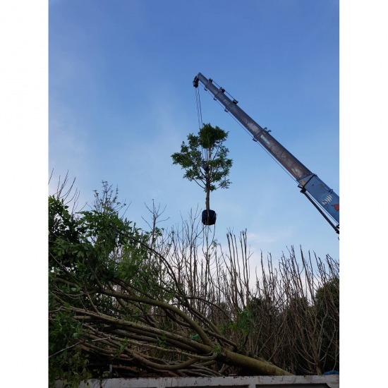 Move trees in Bangkok Move trees in Bangkok  Tree moving Nonthaburi 