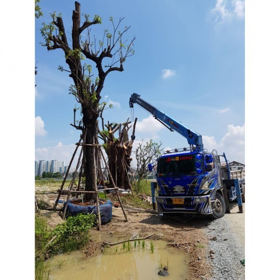 Tree support Tree bracing service  3 legged tree bracing  Tree support 