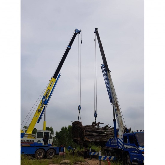 Move big trees Move big trees  Transplanting broken roots 