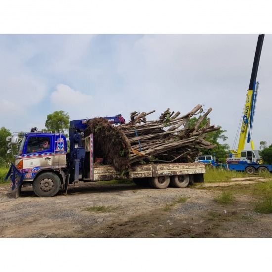 Hired trees Hired trees  Tree moving service  Tree Transfer  Car skip 
