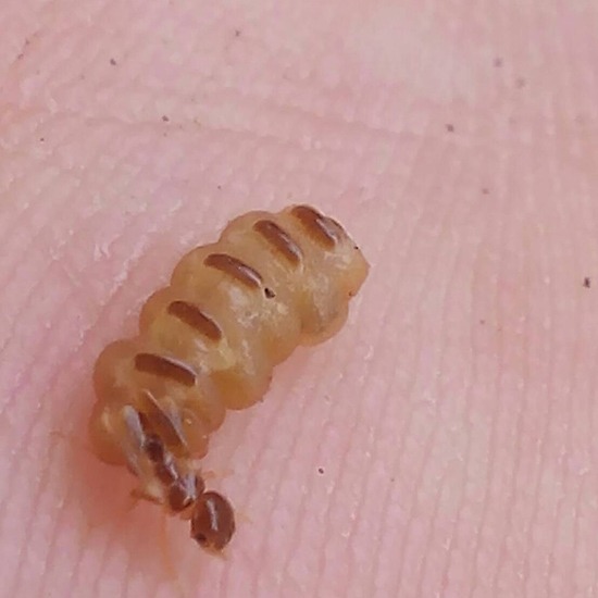 บริษัทกำจัดปลวก มดและแมลงชลบุรี กำจัดปลวก มด หนู แมลง 