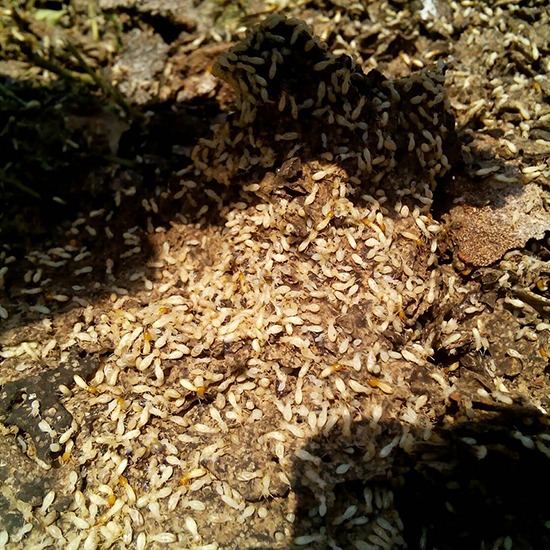 บริษัทกำจัดปลวกสมุทรปราการ บริษัทกำจัดปลวก 