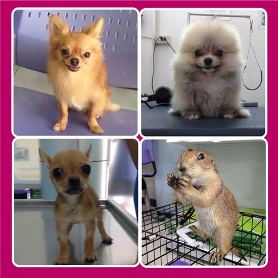 โรงพยาบาลสัตว์หมาแมวเลิฟลี่_04 ตรวจ รักษาสัตว์ ฉีดวัคซีน ผ่าตัด เอ็กซเรย์ อัลตร้าซาวด์ รับฝากสัตว์ป่วย ห้องพักสัตว์เลี้ยง จำหน่ายอาหารสัตว์ อุปกรณ์สำหรับสัตว์เลี้ยง อาบน้ำ บริการนอกสถานที่ ยินดีให้คำปรึกษา 