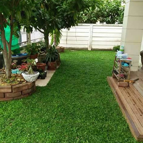 ไร่หญ้าจันทร์ศิริ ไร่หญ้า  ปูหญ้า  ขายหญ้า  สนามหญ้า  จัดสวน  จำหน่ายหญ้า  รับจัดสวน 