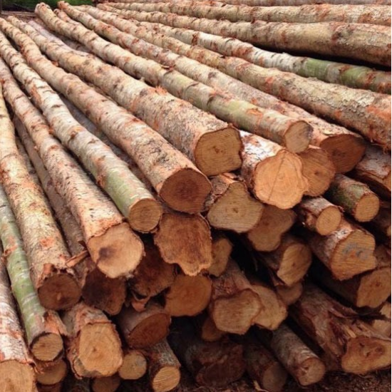 ไม้ยูคาทุกขนาด นนทบุรี