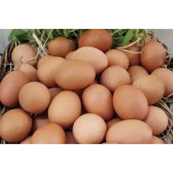 ไข่ไก่ราคาส่ง ชัยนาท ไข่ไก่สดราคาส่ง 