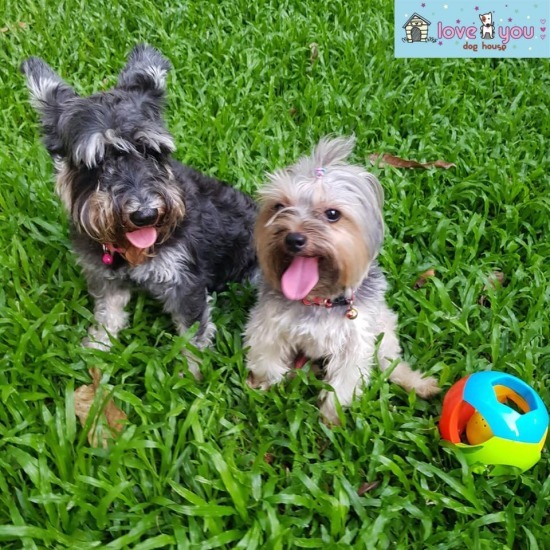 รับฝากสุนัขไม่ขังกรง เขตภาษีเจริญ รับฝากสุนัขไม่ขังกรง เขตภาษีเจริญ 