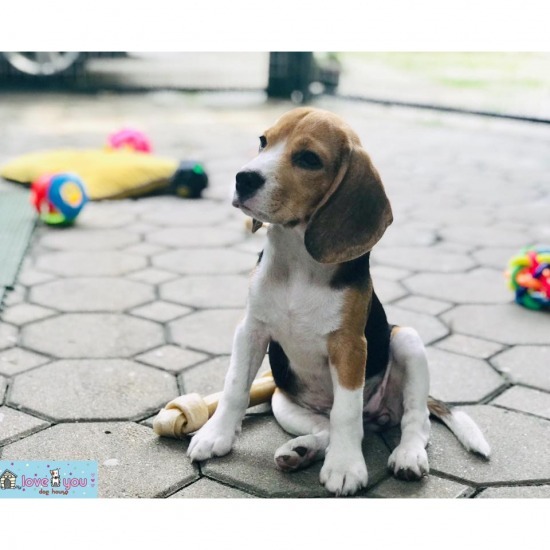โรงแรมน้องหมา ย่านท่าพระ โรงแรมน้องหมา ย่านท่าพระ 