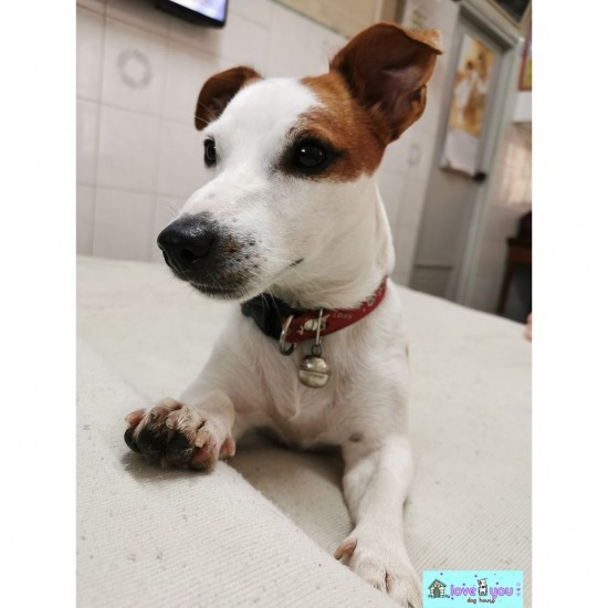 รับฝากสุนัขไม่ขังกรง ฝั่งธนบุรี รับฝากสุนัขไม่ขังกรง ฝั่งธนบุรี 