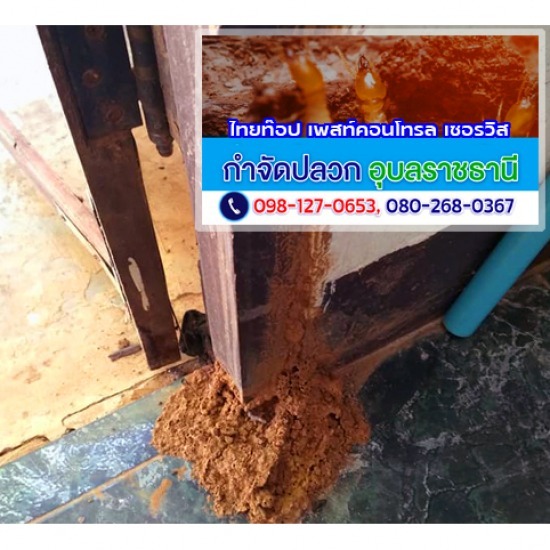 กำจัดปลวก มุกดาหาร กำจัดปลวก มุกดาหาร ราคา  กำจัดปลวก มุกดาหาร ราคาถูก  กำจัดปลวก มุกดาหาร ใกล้ฉัน  กำจัดปลวกราคา มุกดาหาร  กำจัดปลวกราคาถูก มุกดาหาร  กำจัดปลวกใกล้ฉัน มุกดาหาร  บริษัทกำจัดปลวก มุกดาหาร  บริษัทกำจัดปลวก มุกดาหาร ใกล้ฉัน 