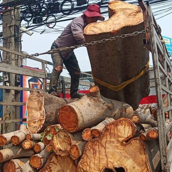 รับตัดต้นไม้ใหญ่ กรุงเทพฯ รับตัดต้นไม้ใหญ่ทุกชนิด  รับตัดต้นไม้ใหญ่ กรุงเทพฯ 