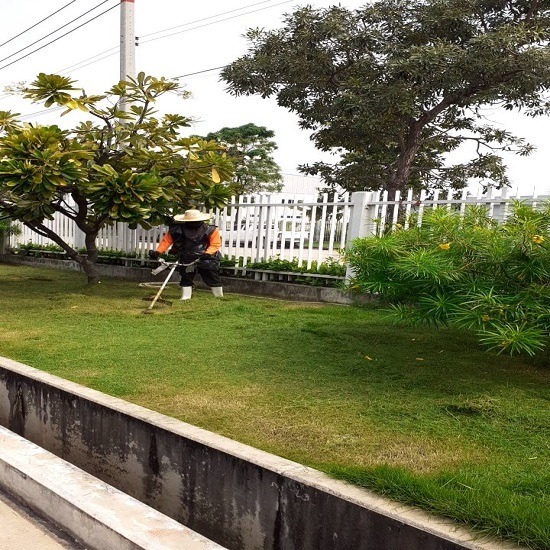 บริการตัดต้นไม้ โคราช