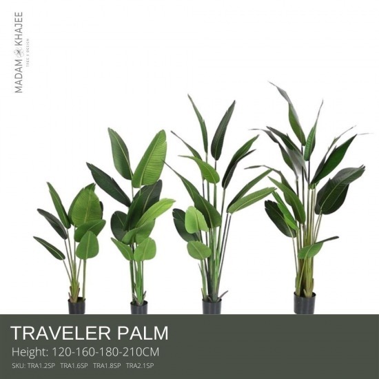 ต้นทราเวลเล่อปาล์มปลอม ต้นทราเวลเล่อปลอม  ต้นทราเวลเล่อปาล์มปลอม  Traveler Palm 