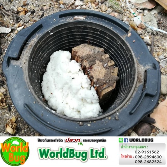 กําจัดปลวกแบบยกรัง ราคา