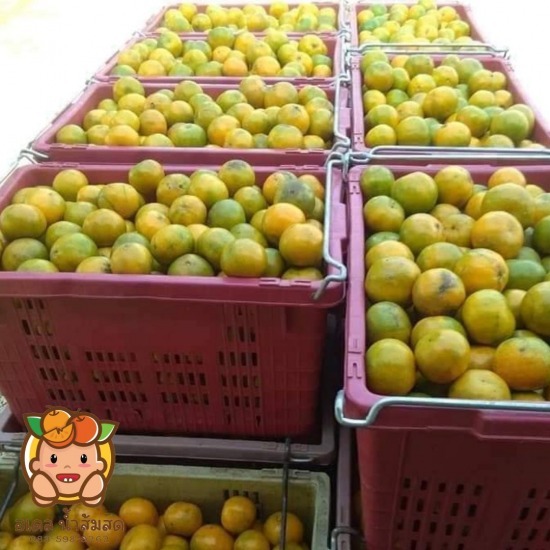 น้ำส้ม ขวดใหญ่ ขายส่ง น้ำส้ม ขวดใหญ่ ขายส่ง  น้ำส้มคั้นสด ขายส่ง ใกล้ ฉัน  ขายส่ง น้ำส้ม คั้น นนทบุรี  น้ำส้มคั้นสด ราคา 