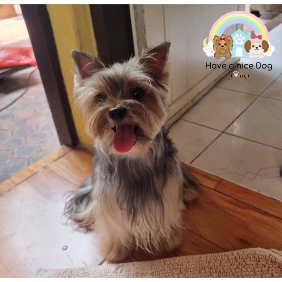  Dog boarding service without a cage Dog boarding service without a cage 