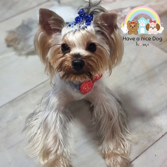 Dog boarding, cage free, Ratchaphruek Taking care of dogs  not caged in Ratchaphruek cages  dog hotels  dog lovers  dog bathing  dog grooming 