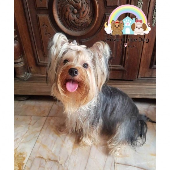  dog hotel near me dog hotel near me  Dog boarding near me  Bangkok dog boarding  Professional dog groomer  dog bathing service  dog grooming service 