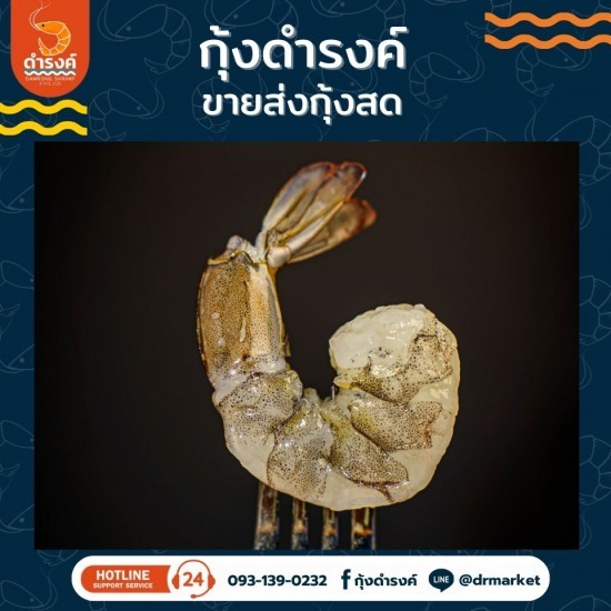 ขายส่งกุ้งสดแกะเปลือก ขายส่งกุ้งสดแกะเปลือก