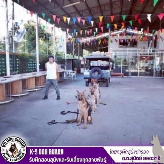 รับฝึกสุนัข กรุงเทพฯ รับฝึกสุนัข กรุงเทพฯ