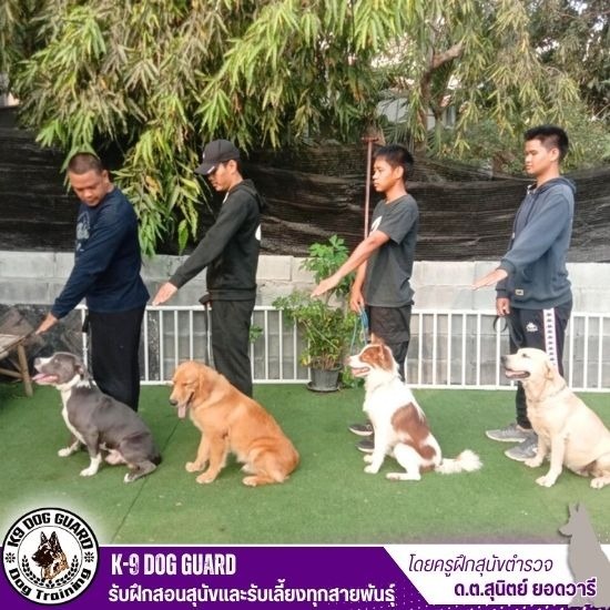 โรงเรียนฝึกสุนัขใกล้ฉัน โรงเรียนฝึกสุนัขใกล้ฉัน