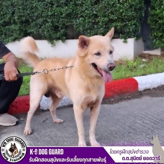 รับฝากสุนัขไม่ขังกรง