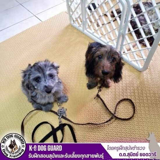 โรงเรียนฝึกสุนัข ราคาถูก โรงเรียนฝึกสุนัข ราคาถูก