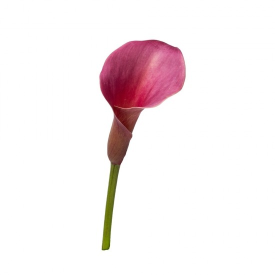 Calla Lily