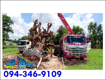 รับขนย้ายต้นไม้ขนาดใหญ่