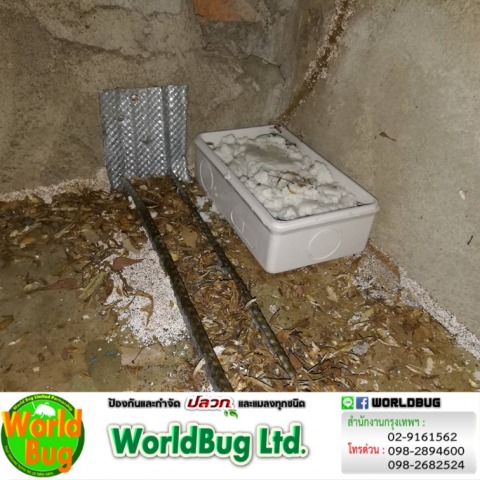 บริษัทกําจัดปลวก กรุงเทพ