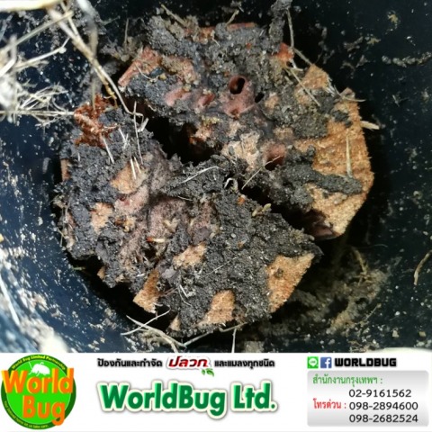 บริษัทกําจัดปลวก ราคาถูก