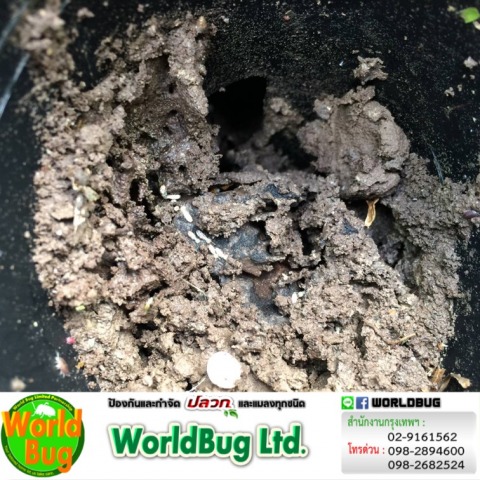 บริษัทกําจัดปลวก