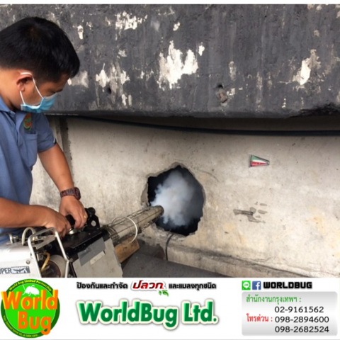 ฉีดพ่นปลวกตายยกลัง