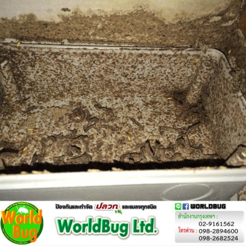 กําจัดปลวก ใกล้ฉัน