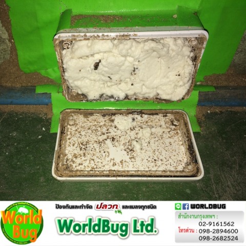 บริษัทกําจัดปลวก ใกล้ฉัน