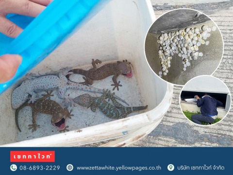 ตุ๊กแกเข้าบ้าน-บริการรับจับตุ๊กแกด่วน