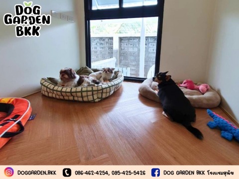 บริการดูแลสุนัขรายวัน
