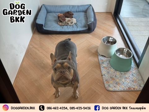 ฝากสุนัขแบบรายวัน รายคืน