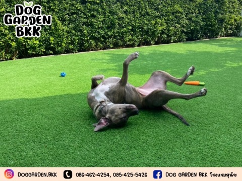 รับฝากสุนัขช่วงไปเที่ยว