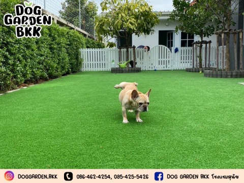 โรงแรมสุนัขใกล้ฉัน