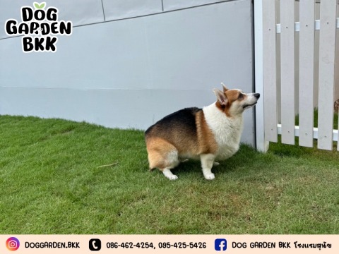 โรงแรมสุนัขรายเดือน