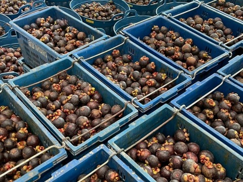 โรงงานฟรีซดรายผลไม้ OEM สินค้าส่งออก