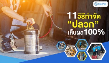 กำจัดปลวก